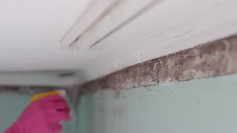 Best Black Mold Removal  in USA